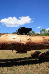 Myla walks the plank