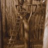 “The Tree Stand”