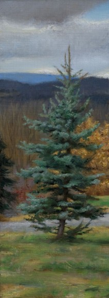 Blue Spruce Blue Spruce