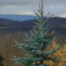 “Blue Spruce”