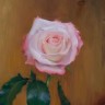 “Pink Rose”