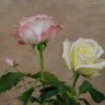 “Roses”