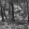 “Forest in Sunlight”