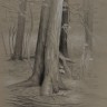 “Forest Interior”