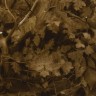 “Study of Hedge Leaves”