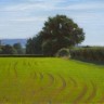 “A Hilltop in Kent”