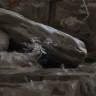 “Kaaterskill Clove Rocks”