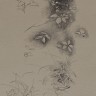“Leaf Studies”