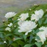“Peonies”