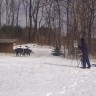 Painting “Pigs in Winter”