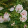 “Roses”