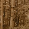 “The Old Pine”