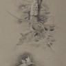 “Tree and Leaf Studies”