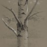 “White Birch”